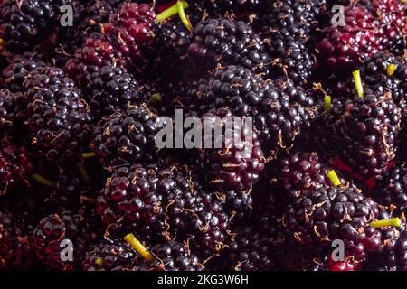 Goias, Brésil – 21 novembre 2022 : fruits sauvages fraîchement cueillis et prêts à manger. Mûrier - fruit du mûrier. Banque D'Images