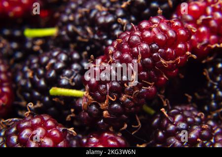 Goias, Brésil – 21 novembre 2022 : fruits sauvages fraîchement cueillis et prêts à manger. Mûrier - fruit du mûrier. Banque D'Images