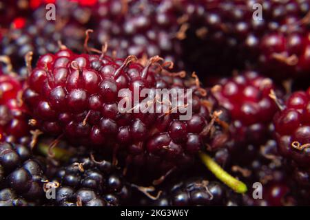 Goias, Brésil – 21 novembre 2022 : fruits sauvages fraîchement cueillis et prêts à manger. Mûrier - fruit du mûrier. Banque D'Images