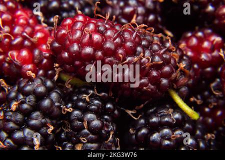 Goias, Brésil – 21 novembre 2022 : fruits sauvages fraîchement cueillis et prêts à manger. Mûrier - fruit du mûrier. Banque D'Images