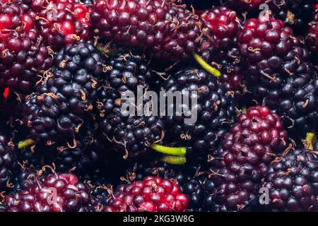 Goias, Brésil – 21 novembre 2022 : fruits sauvages fraîchement cueillis et prêts à manger. Mûrier - fruit du mûrier. Banque D'Images