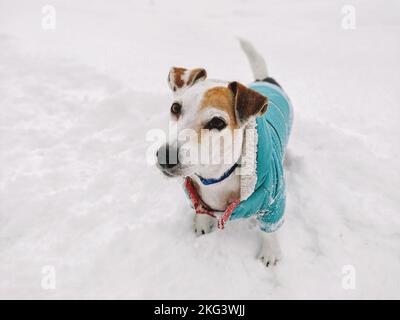 Vue de dessus de mignon chien Jack russell en manteau sur le paysage enneigé en hiver, randonnée et aventure avec animaux de compagnie concept Banque D'Images