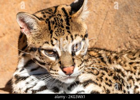 Un portrait d'Ocelot Banque D'Images