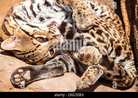 Un portrait d'Ocelot Banque D'Images