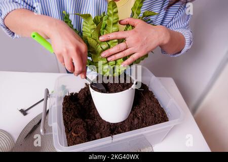 Pot avec fleur de maison et terre gros plan Banque D'Images