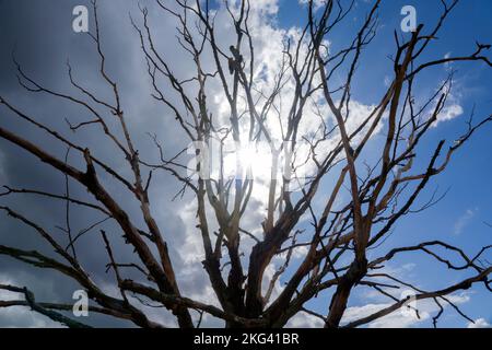 Arbre mort, Weserbergland; Allemagne Banque D'Images