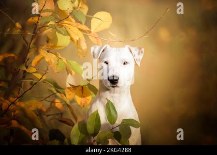 Portrait de Jack Russell dans la forêt. Banque D'Images