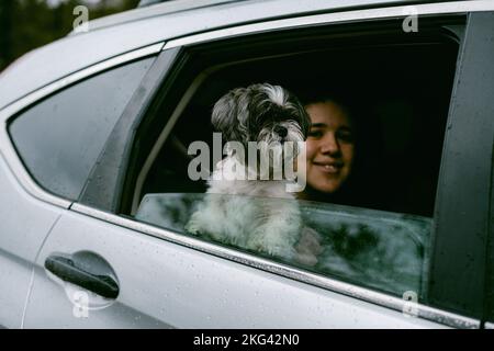 femme et chien shih tzu regardant la fenêtre de voiture Banque D'Images