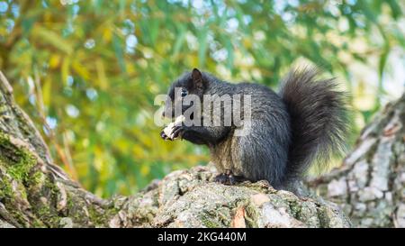 Écureuil gris de l'est mélaniste noir (Sciurus carolinensis) mangeant des champignons avec un foyer sélectif Banque D'Images