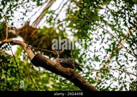 Un gros plan d'un sunbittern (Eurypyga helias) sur une branche sur fond flou Banque D'Images