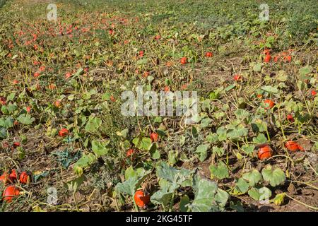 Un champ de courge rouge kuri en septembre, Weserbergland; Allemagne Banque D'Images