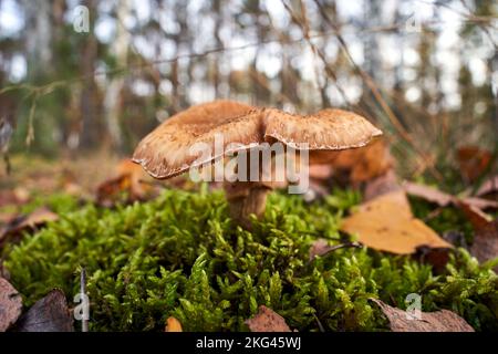 Gros plan du champignon lamélaire non comestible parmi les feuilles mortes dans une forêt pendant l'automne en Pologne Banque D'Images