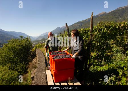 2021 octobre 21 - Europe, Italie, Lombardie, Sondrio, Chiuro, récolte de raisins mûrs dans les rangées sur les terrasses. Banque D'Images