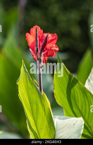 Fleurs de la Canna indica en fleurs dans le jardin Banque D'Images