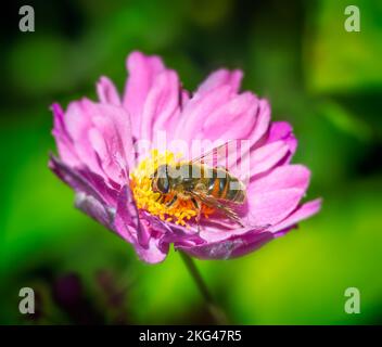 Macro d'un aéroglisseur sur une fleur d'anémone rose Banque D'Images