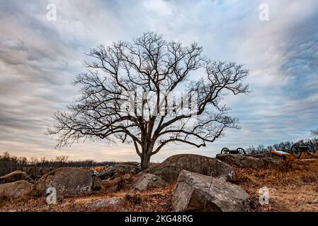 Témoin Tree at the Golden Hour, Gettysburg National Military Park, Pennsylvania USA, Gettysburg, Pennsylvanie Banque D'Images