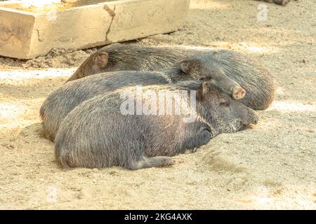 Sangliers dormant peccaraire à collier, espèces de Dicotyles tajacu d'Europe et d'Eurasie. Banque D'Images