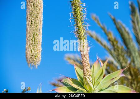 L'Agave attenuata est une espèce de plantes à fleurs de la famille des Asparagaceae, communément appelée queue de renard ou queue de lion. Banque D'Images