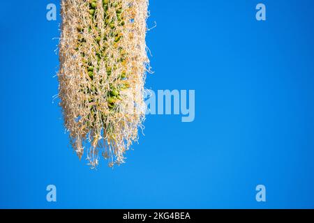 L'Agave attenuata est une espèce de plantes à fleurs de la famille des Asparagaceae, communément appelée queue de renard ou queue de lion. Banque D'Images