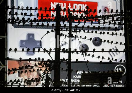 Yogyakarta, Indonésie. 21st novembre 2022. Un troupeau de la Cygne asiatique (Hirundo Rustica) perche sur un câble dans la région de Gondomanan. La ville de Yogyakarta est une destination de migration pour les troupeaux de cerfs-volants asiatiques, dans les hémisphères du nord tels que la Sibérie, la Russie, la Mongolie et la Chine sont des zones de reproduction pour ces oiseaux. Crédit : SOPA Images Limited/Alamy Live News Banque D'Images