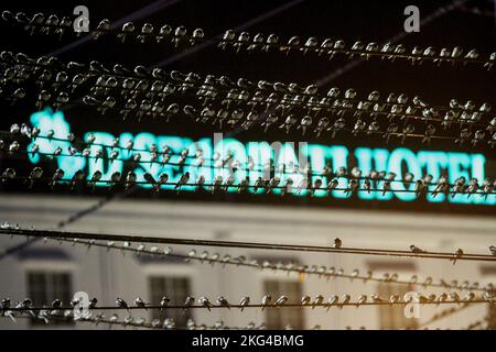 Yogyakarta, Indonésie. 21st novembre 2022. Un troupeau de la Cygne asiatique (Hirundo Rustica) perche sur un câble dans la région de Gondomanan. La ville de Yogyakarta est une destination de migration pour les troupeaux de cerfs-volants asiatiques, dans les hémisphères du nord tels que la Sibérie, la Russie, la Mongolie et la Chine sont des zones de reproduction pour ces oiseaux. Crédit : SOPA Images Limited/Alamy Live News Banque D'Images