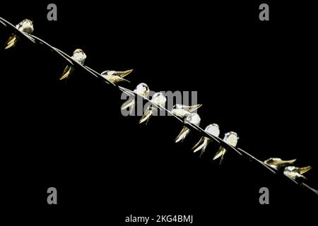 Yogyakarta, Indonésie. 21st novembre 2022. Un troupeau de la Cygne asiatique (Hirundo Rustica) perche sur un câble dans la région de Gondomanan. La ville de Yogyakarta est une destination de migration pour les troupeaux de cerfs-volants asiatiques, dans les hémisphères du nord tels que la Sibérie, la Russie, la Mongolie et la Chine sont des zones de reproduction pour ces oiseaux. Crédit : SOPA Images Limited/Alamy Live News Banque D'Images