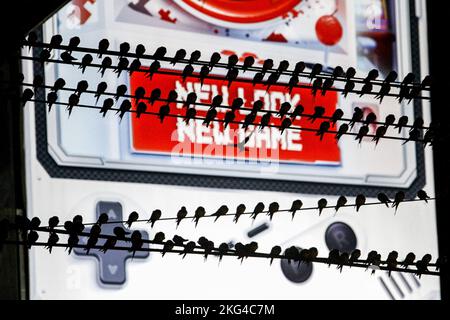 Yogyakarta, Indonésie. 21st novembre 2022. Un troupeau de la Cygne asiatique (Hirundo Rustica) perche sur un câble dans la région de Gondomanan. La ville de Yogyakarta est une destination de migration pour les troupeaux de cerfs-volants asiatiques, dans les hémisphères du nord tels que la Sibérie, la Russie, la Mongolie et la Chine sont des zones de reproduction pour ces oiseaux. (Photo par Angga Budhiyanto/SOPA Images/Sipa USA) crédit: SIPA USA/Alay Live News Banque D'Images