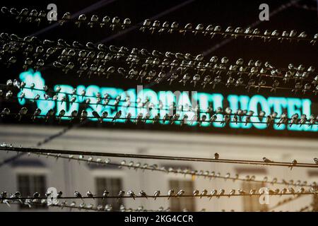 Yogyakarta, Indonésie. 21st novembre 2022. Un troupeau de la Cygne asiatique (Hirundo Rustica) perche sur un câble dans la région de Gondomanan. La ville de Yogyakarta est une destination de migration pour les troupeaux de cerfs-volants asiatiques, dans les hémisphères du nord tels que la Sibérie, la Russie, la Mongolie et la Chine sont des zones de reproduction pour ces oiseaux. (Photo par Angga Budhiyanto/SOPA Images/Sipa USA) crédit: SIPA USA/Alay Live News Banque D'Images