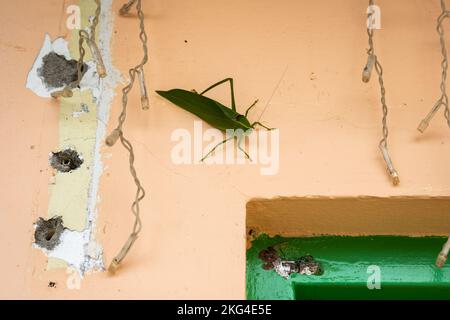 Une grande insecte verte de type feuille connue sous le nom de géant Katydid (Stilpnochlora couloniana), sa marche sur le mur près de la porte sans jambe Banque D'Images