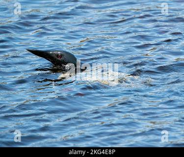 Le Loon commun se dirige hors de l'eau dans le lac dans son environnement et son habitat, montrant l'oeil rouge. Loon dans l'image des zones humides. Lac Loon. Loon photo stock. Banque D'Images
