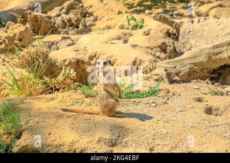 Meerkat ou suricate dans la vigilance en criant le territoire. Suricata suricata espèces de la famille des bernaches Herpestidae. Vivre au Botswana Kalahari Banque D'Images