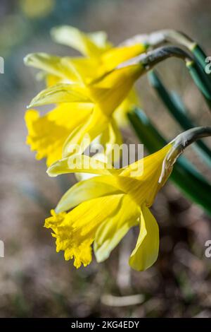 Narcissus pseudonarcissus (communément appelé jonquille sauvage ou prêté lily) est une plante à fleurs vivaces. Banque D'Images