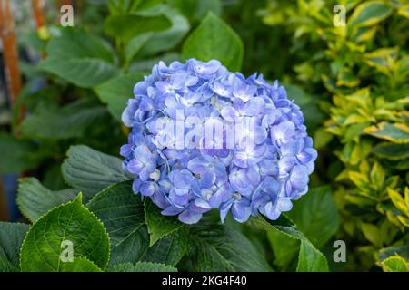 Fleurs violettes connues sous le nom de Hortensia, Penny Mac ou Bigleaf, French, Lacecap ou Mophhead Hydrangea, (Hydrangea macrophylla) dans un jardin Banque D'Images