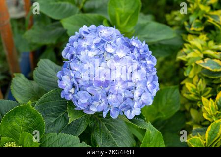 Fleurs violettes connues sous le nom de Hortensia, Penny Mac ou Bigleaf, French, Lacecap ou Mophhead Hydrangea, (Hydrangea macrophylla) dans un jardin Banque D'Images