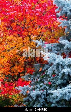 Rouge contraste jardin argenté couleurs automne jardin arbres Picea pungens arbres Acer palmatum Maple japonais argent épinette coloré automne tour d'octobre Banque D'Images