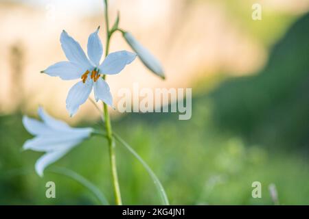 Paradisea liastrum (ou le lis de Saint Bruno) est une espèce de plante à fleurs de la famille des asperges. Banque D'Images