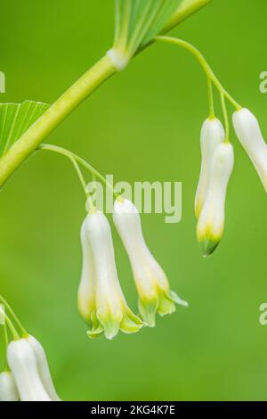 Le Polygonatum multiflorum, le phoque de Salomon ou la harpe de David, est une espèce de plantes à fleurs de la famille des asperges. Banque D'Images