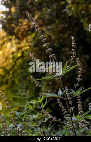 Perovskia atriplicifolia, Salvia yangii, Sagebrush, Perovskia scabiosifolia Banque D'Images