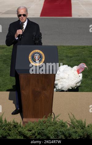 Washington DC, États-Unis. 21st novembre 2022. Le président américain Joe Biden pardons la Turquie de l'action de grâce nationale comme « Chip », « la Turquie alternative se promène lors d'une cérémonie à la Maison Blanche à Washington, DC lundi, 21 novembre 2022. Credit: Chris Kleponis/CNP /MediaPunch Credit: MediaPunch Inc/Alay Live News Banque D'Images