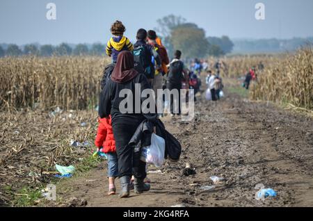 Réfugiés marchant dans le champ de maïs. Les migrants qui tentent de traverser la frontière croate pour entrer dans l'Union européenne (UE) à la recherche d'une vie meilleure. Banque D'Images