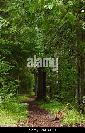 Sentier de randonnée traversant la forêt dans la réserve naturelle et la terre font confiance au Ridges Sanctuary, comté de Door, Baileys Harbour, Wisconsin, États-Unis Banque D'Images