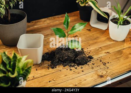 Spring Houseplant Care, rempotage des plantes de maison. Réveiller les plantes d'intérieur pour le printemps. transplantez la plante dans un nouveau pot à la maison. Plante de transplantation de jardinier Banque D'Images