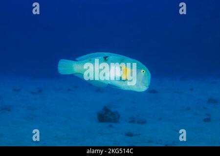 Le razorfish blanc, Xyrichtys aneitensis, plongera dans le fond sablonneux au premier signe de danger, Hawaï. Banque D'Images