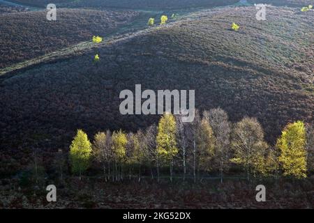 Bouleaux sur les collines de la lande rétroéclairés par la lumière diffusée tôt le matin, Cannock Chase Country Park AONB (région d'une beauté naturelle exceptionnelle) Banque D'Images