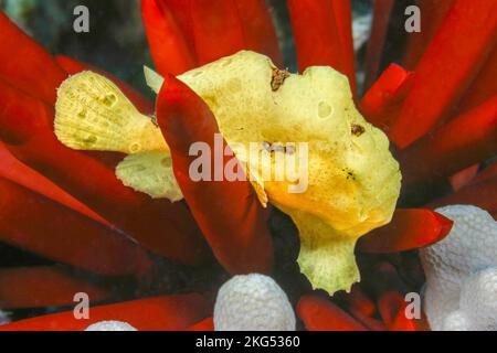 Un jeune Frogfish de Commerson, Antennarius commersoni, sur un oursin en ardoise, Heterocentrotus mammillatus, Hawaii. Banque D'Images