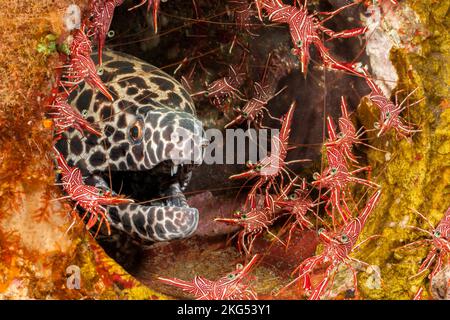 Cette anguille de moray en nid d'abeille, Gymnothorax favagineus, est entourée de crevettes dansantes mâles et femelles, Rhynchocinetes uritai, Indonésie. Banque D'Images