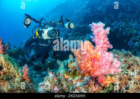 Un plongeur (MR) s'aligne sur le doux corail avec son reflex numérique dans un boîtier sous-marin avec des stroboscopes visant à quelques alcyonarian coraux mous à l'extérieur de l'île de Y Banque D'Images