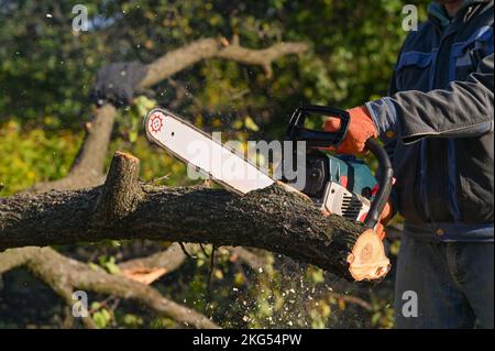 Une tronçonneuse dans les mains d'un homme sciant un arbre. Banque D'Images