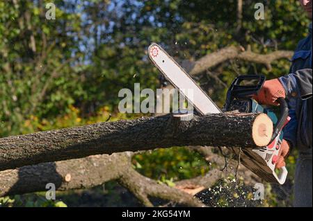 Scier du bois de chauffage avec une tronçonneuse par temps ensoleillé. la tronçonneuse est en mouvement, la sciure vole. Banque D'Images