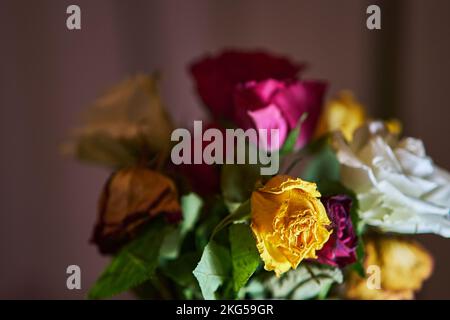 Vieilles roses dans différentes couleurs Banque D'Images